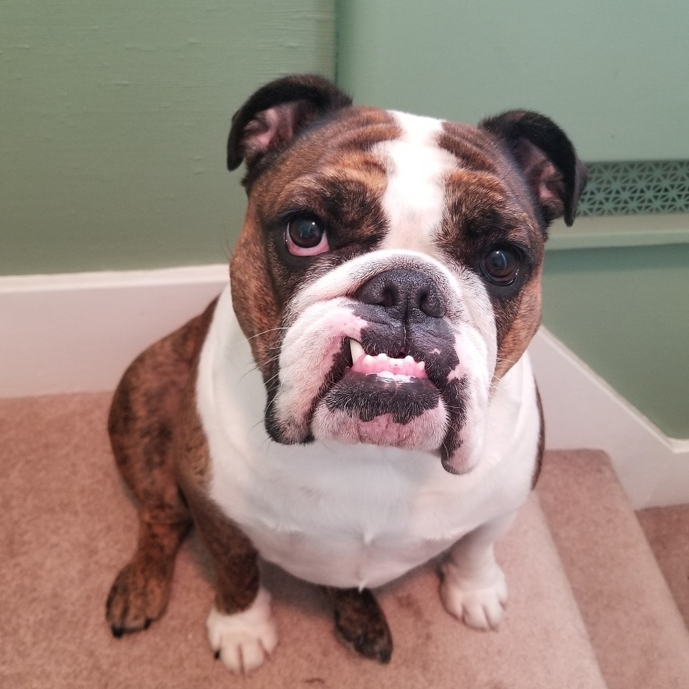 Meet your Posher, Sierra